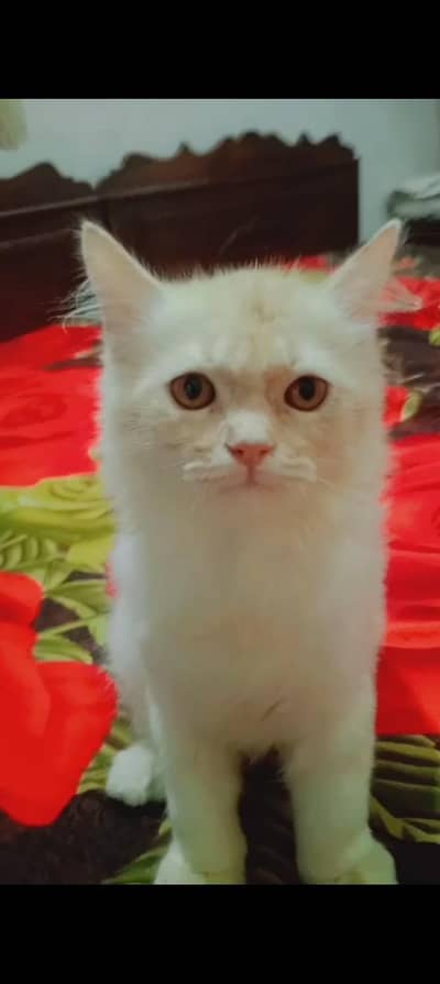 You can come and see the cats yourself before taking them.