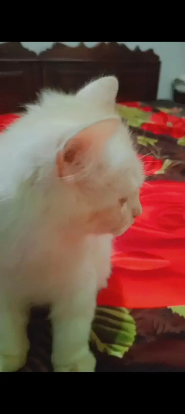 You can come and see the cats yourself before taking them. — photo 2