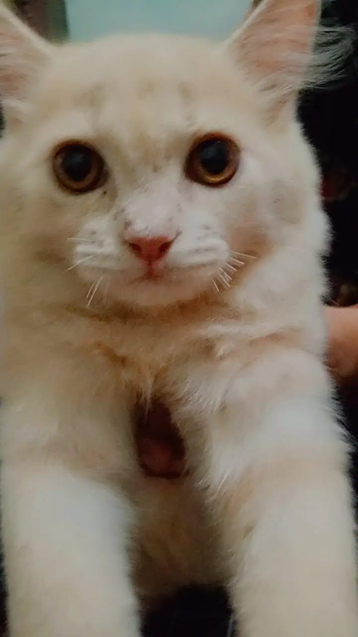 You can come and see the cats yourself before taking them. — photo 3