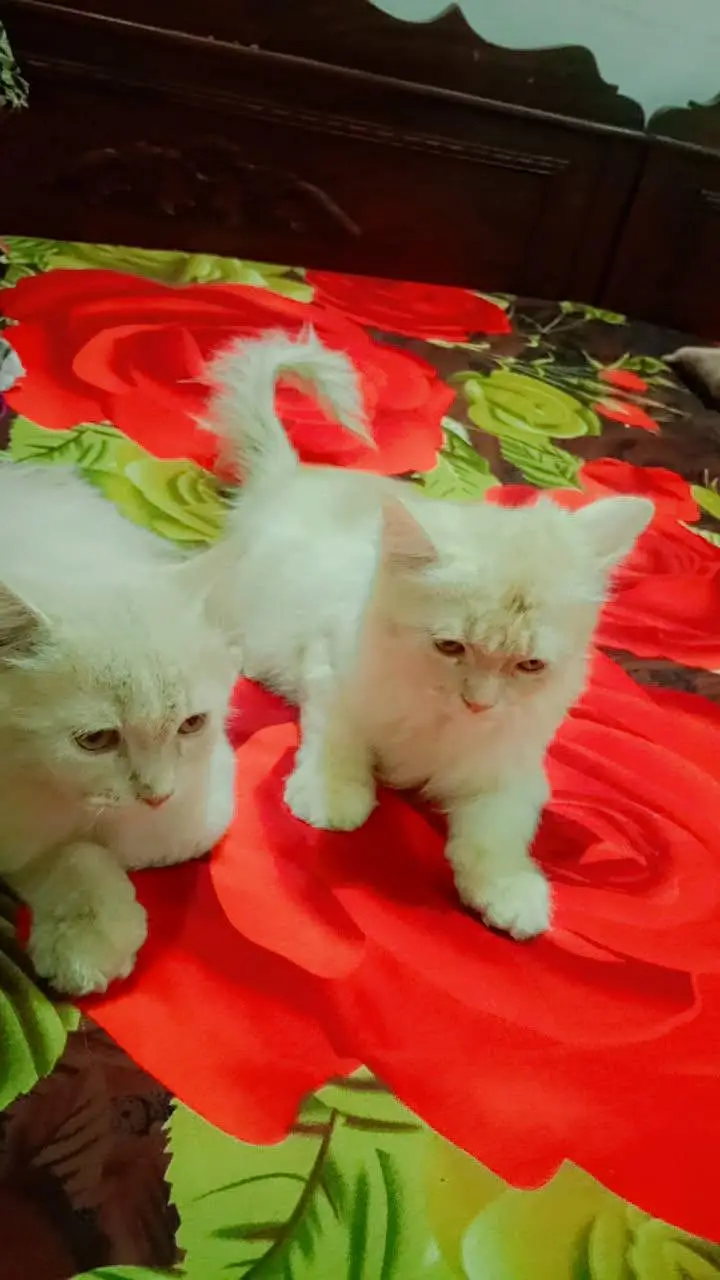 You can come and see the cats yourself before taking them. — photo 7