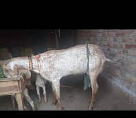 پیور مکھی چینی بکری 6دانت ہو رہی ہے 3سوے کے لیے اب تیار ہونی ہے ابھی س