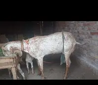پیور مکھی چینی بکری فل سائز 3 بچوں کے ساتھ اور ایک مہینے تک پھر کراس ہ