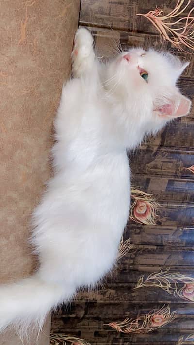 Persian cat female