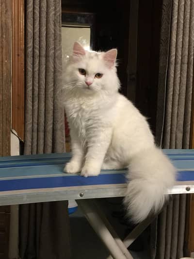 exchange possible with hens