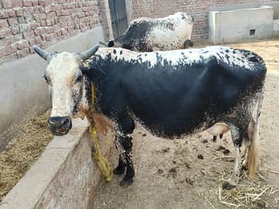 3 cow 2 bachary sath