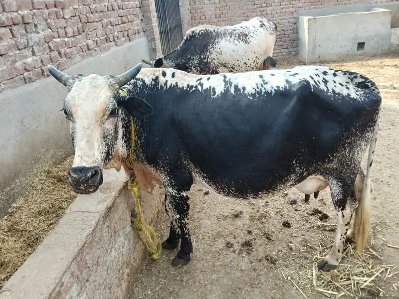 3 cow 2 bachary sath