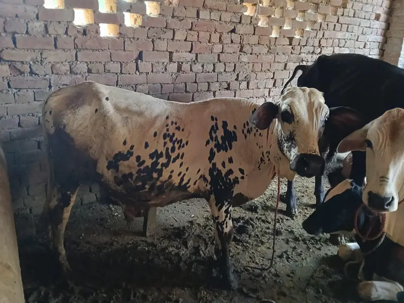 3 cow 2 bachary sath — photo 2
