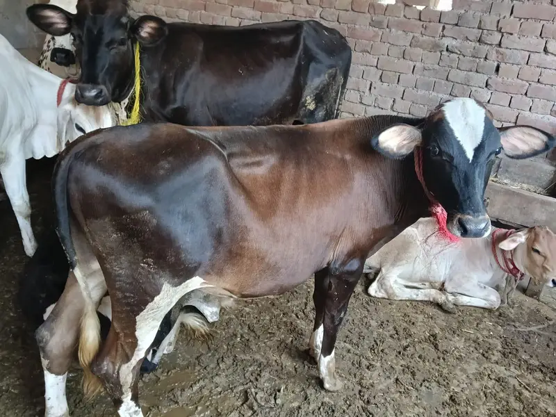 3 cow 2 bachary sath — photo 3