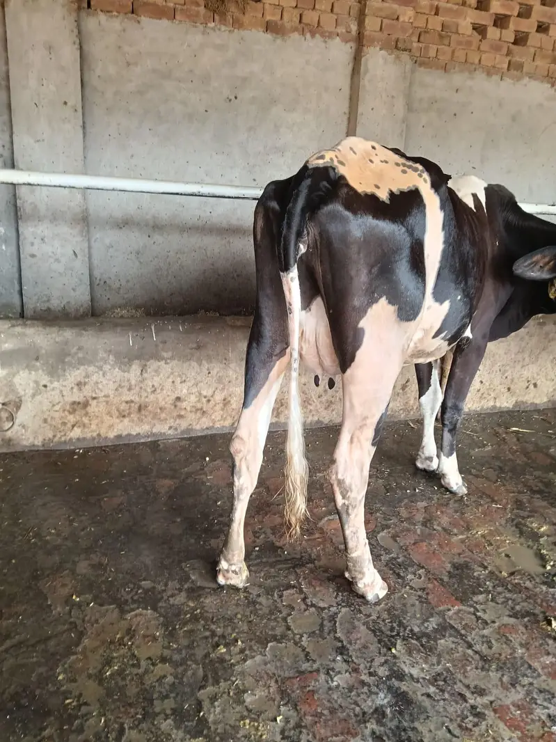 3 cow 2 bachary sath — photo 4
