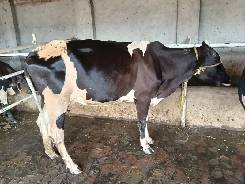 3 cow 2 bachary sath — photo 5