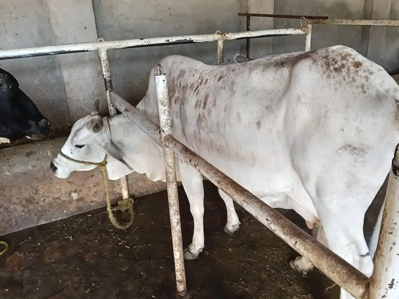 3 cow 2 bachary sath — photo 6