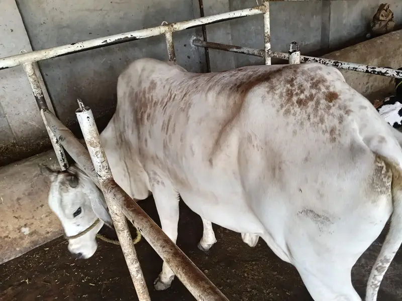 3 cow 2 bachary sath — photo 7