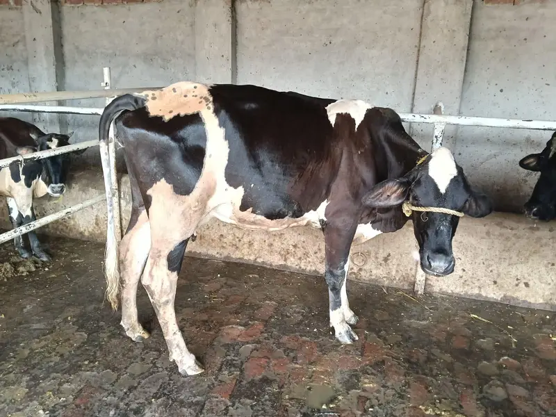 3 cow 2 bachary sath — photo 8