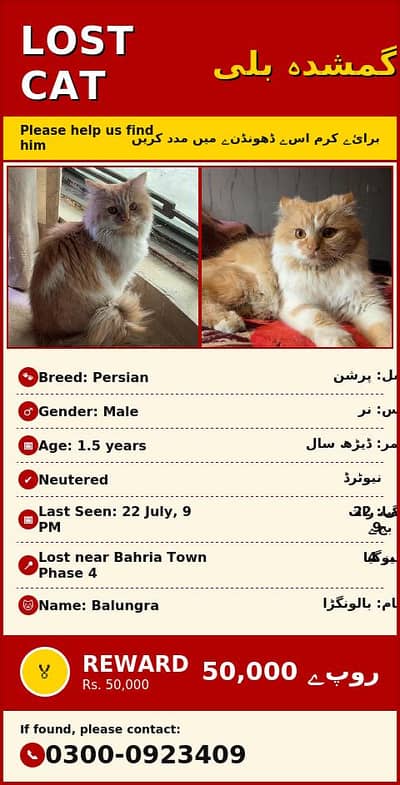 missing cat