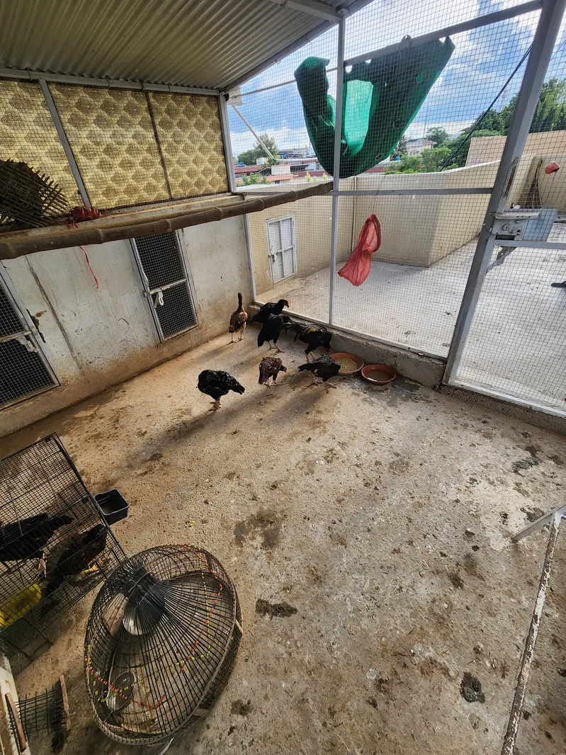 Complete Aseel Setup for Sale | 4 Murghay 7 Murgiyan — photo 2