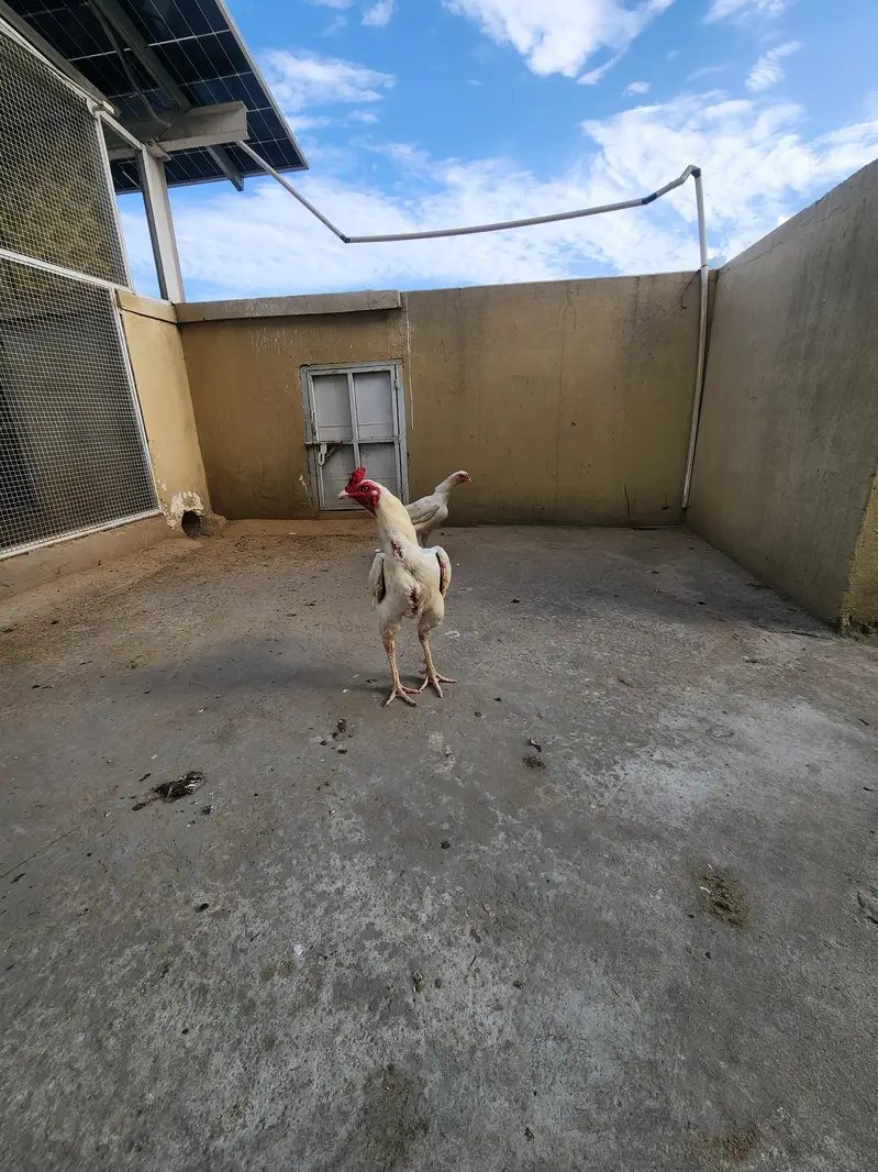 Complete Aseel Setup for Sale | 4 Murghay 7 Murgiyan — photo 3