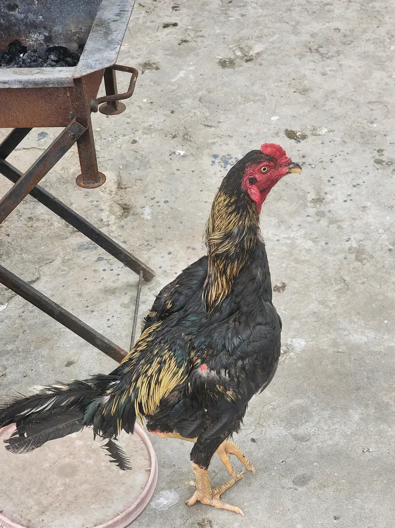 Complete Aseel Setup for Sale | 4 Murghay 7 Murgiyan — photo 4
