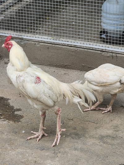 heera Aseel pair male and female egg laying