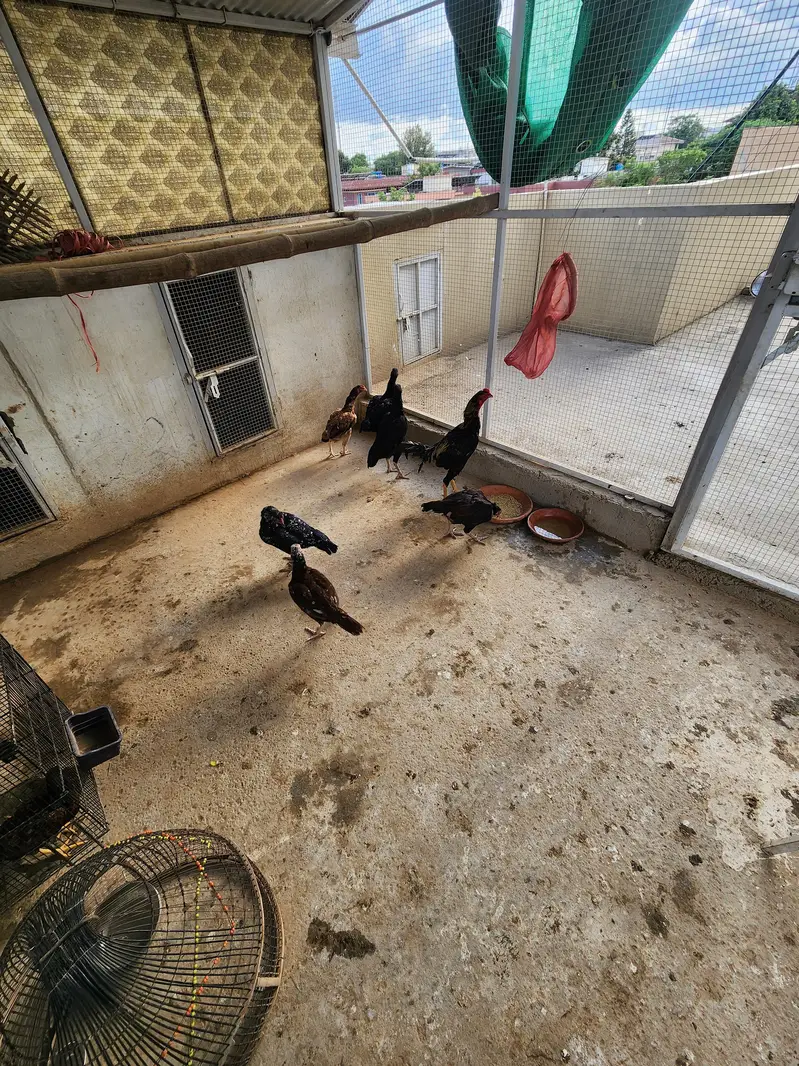 Complete Aseel Setup for Sale | 4 Murghay 7 Murgiyan — photo 6