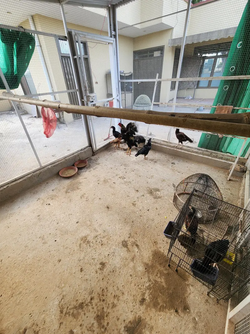 Complete Aseel Setup for Sale | 4 Murghay 7 Murgiyan — photo 7