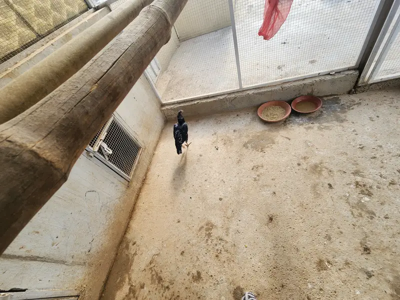 Complete Aseel Setup for Sale | 4 Murghay 7 Murgiyan — photo 8