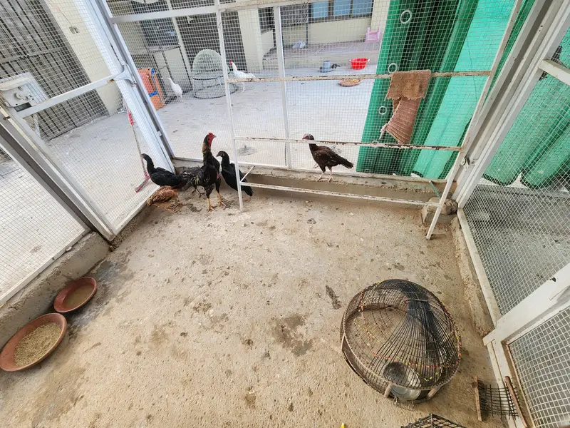 Complete Aseel Setup for Sale | 4 Murghay 7 Murgiyan — photo 9