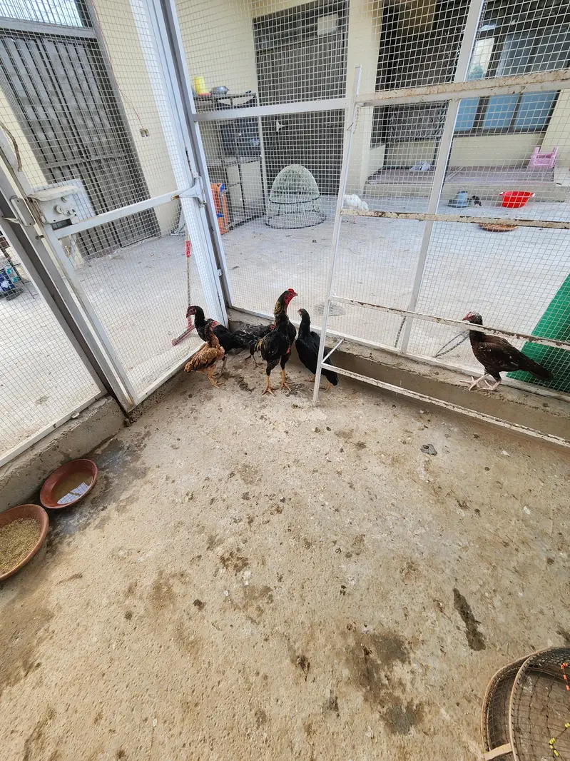 Complete Aseel Setup for Sale | 4 Murghay 7 Murgiyan — photo 10