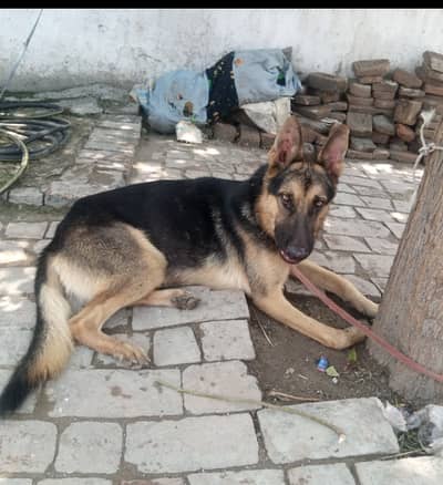 Urgently sell original German shepherd Long Coat Dog