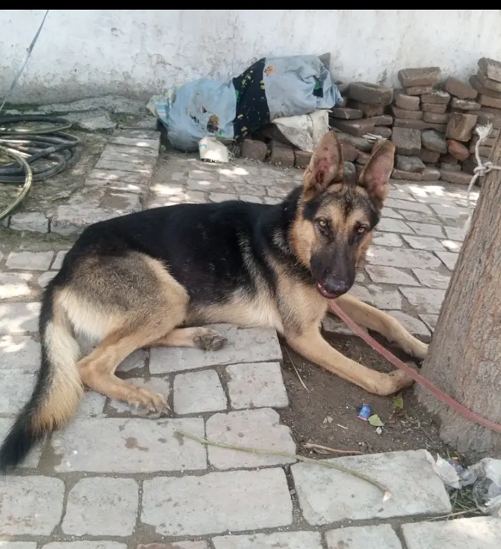 Urgently sell original German shepherd Long Coat Dog