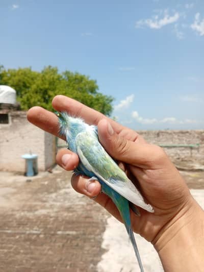 RAINBOW BIRD . . . FULL TOP QUALITY FULL YELLOW FACE
