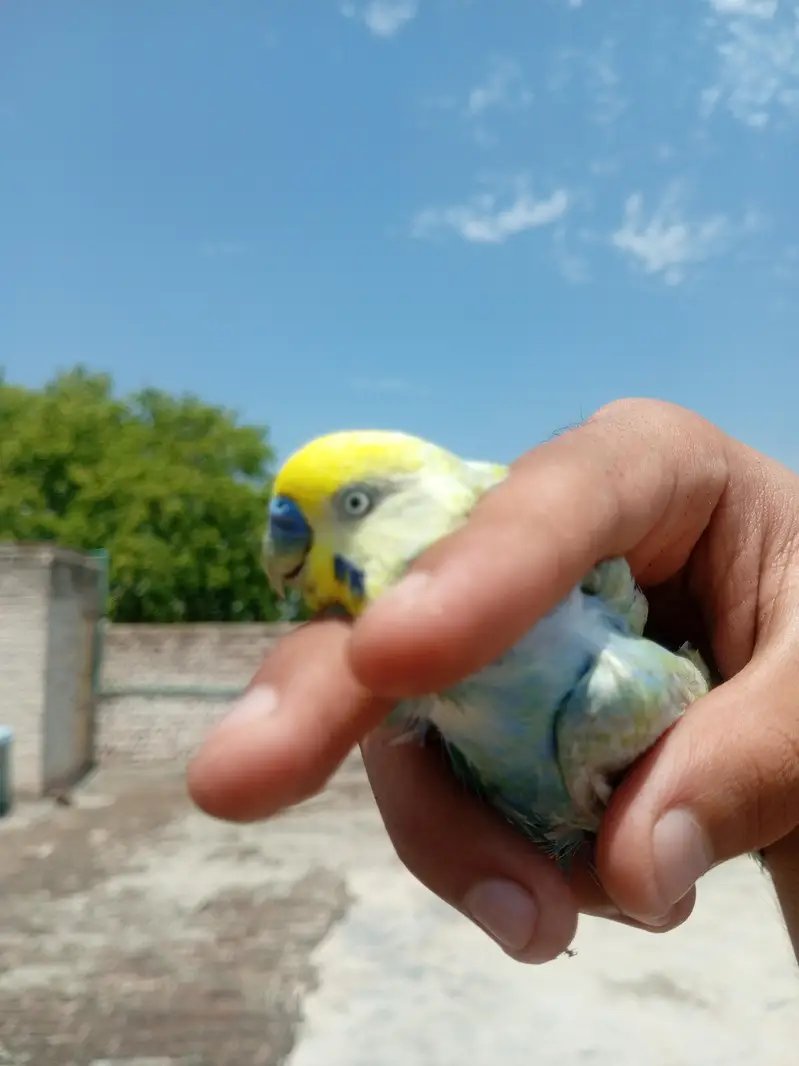 RAINBOW BIRD . . . FULL TOP QUALITY FULL YELLOW FACE — photo 2