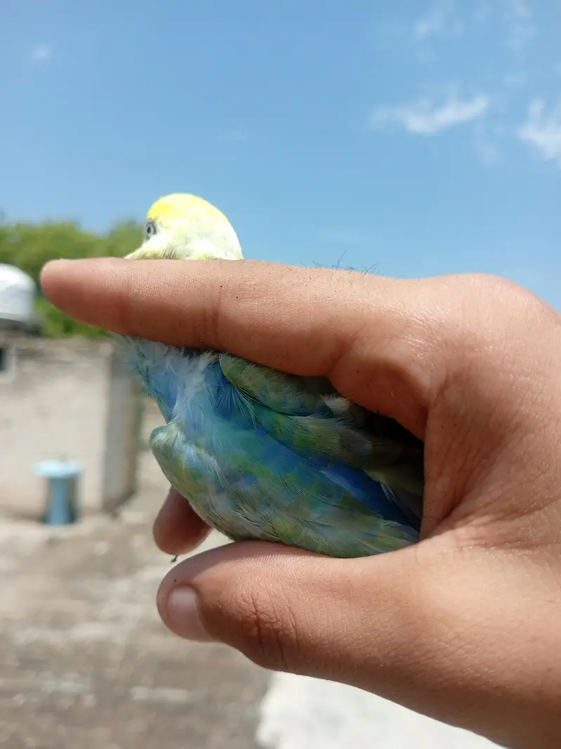 RAINBOW BIRD . . . FULL TOP QUALITY FULL YELLOW FACE — photo 4
