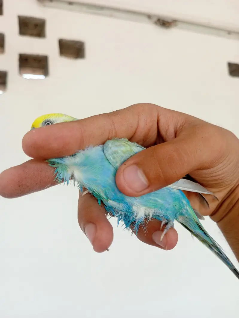 RAINBOW BIRD . . . FULL TOP QUALITY FULL YELLOW FACE — photo 7