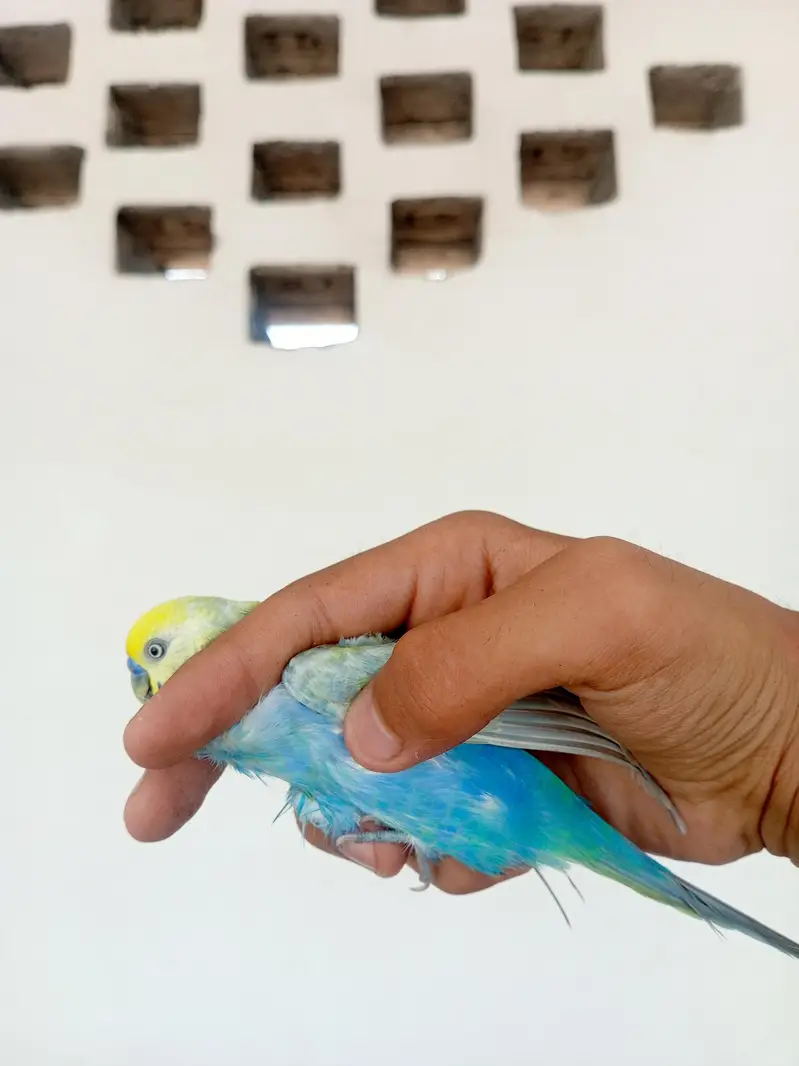 RAINBOW BIRD . . . FULL TOP QUALITY FULL YELLOW FACE — photo 9