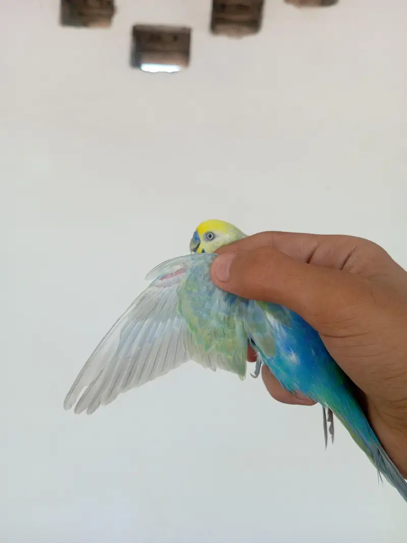 RAINBOW BIRD . . . FULL TOP QUALITY FULL YELLOW FACE — photo 10