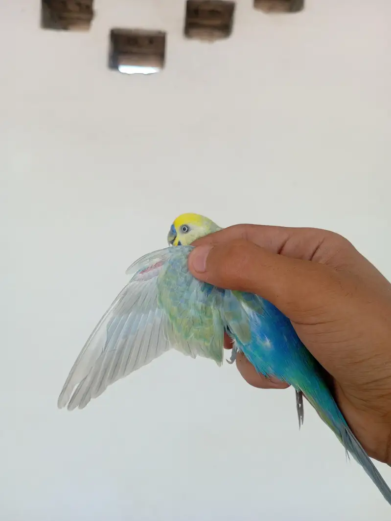RAINBOW BIRD . . . FULL TOP QUALITY FULL YELLOW FACE — photo 11