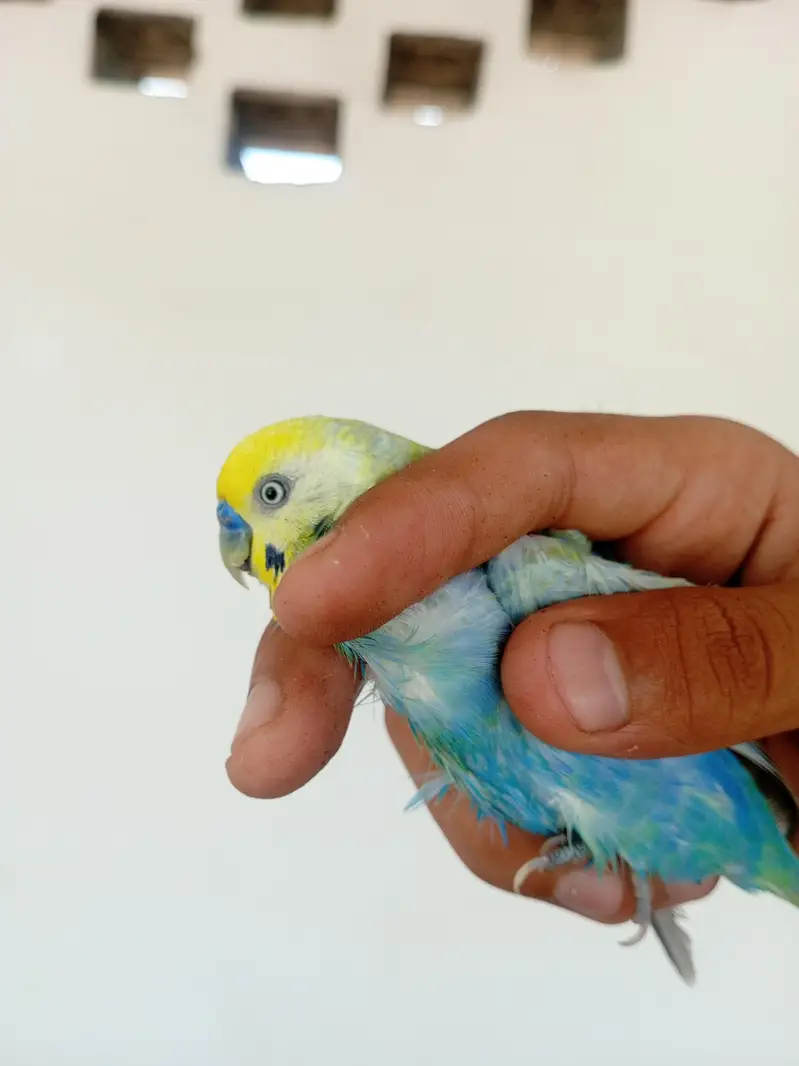 RAINBOW BIRD . . . FULL TOP QUALITY FULL YELLOW FACE — photo 12