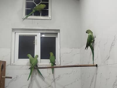 Breeder Pair with 3 adults chicks