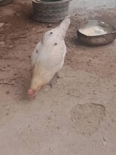 for sale 3266447231
