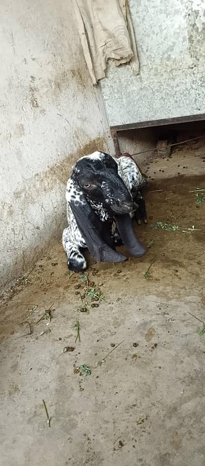 cheni maki breeds