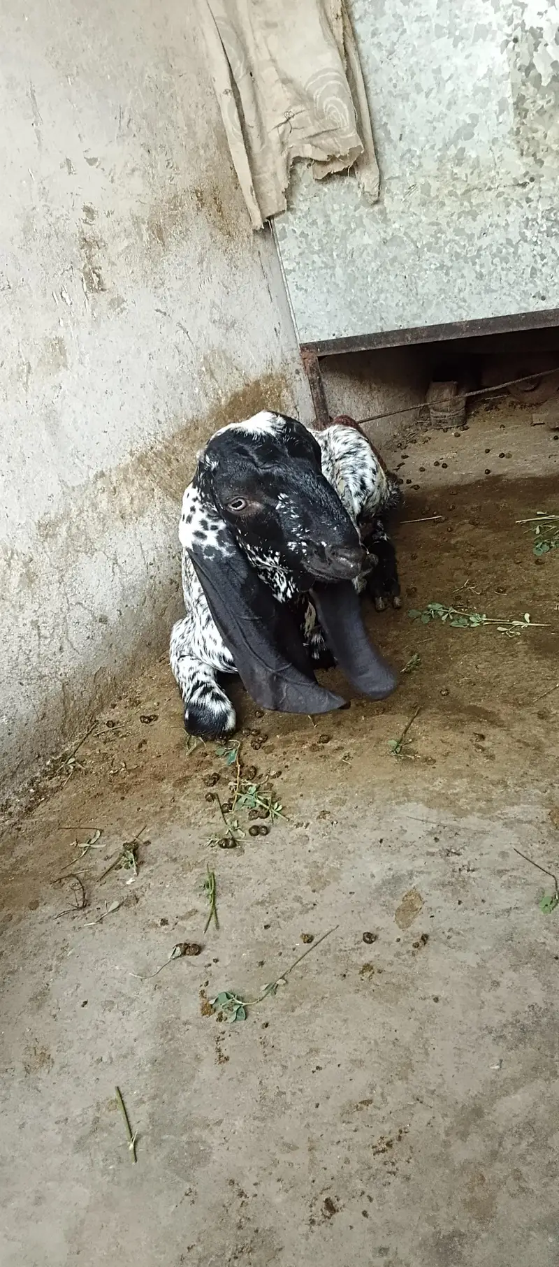 cheni maki breeds