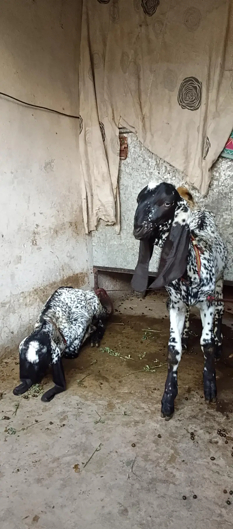 cheni maki breeds — photo 2