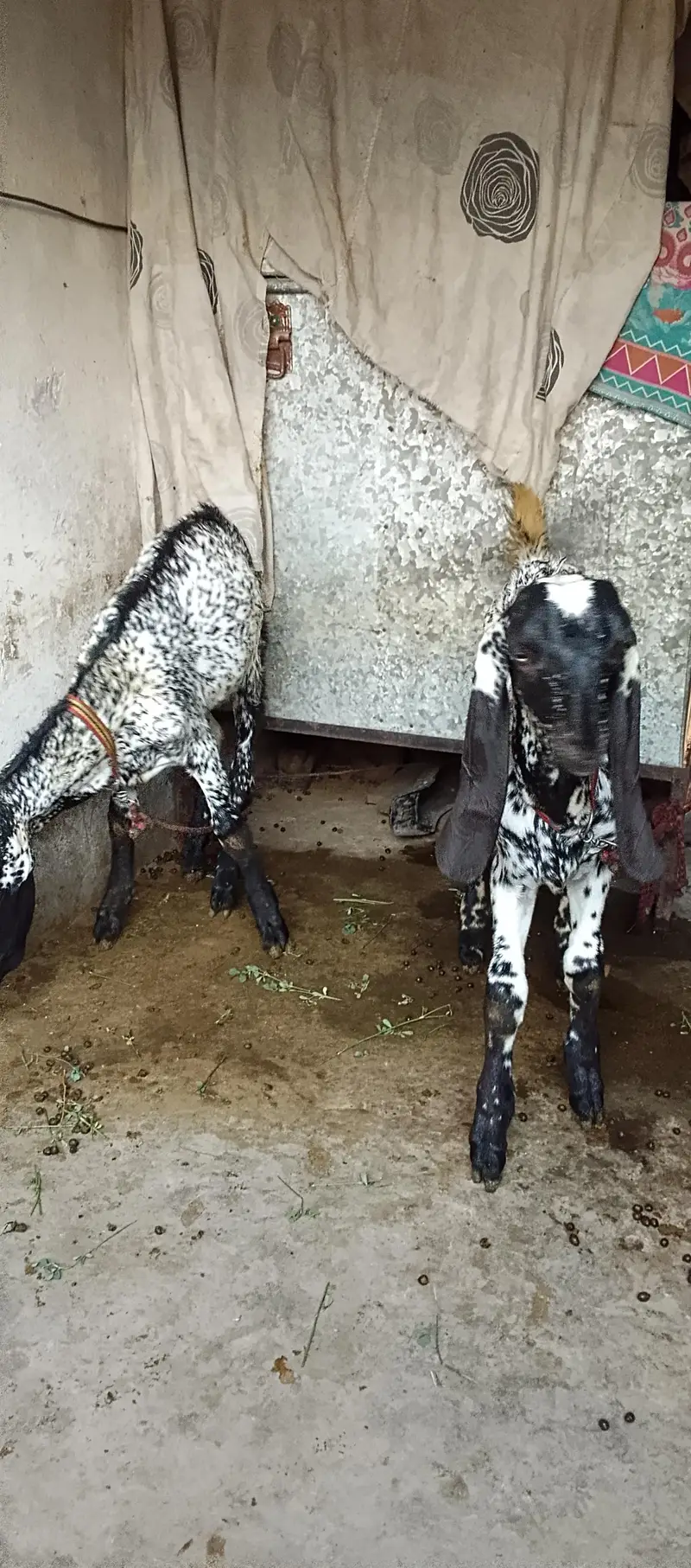 cheni maki breeds — photo 3