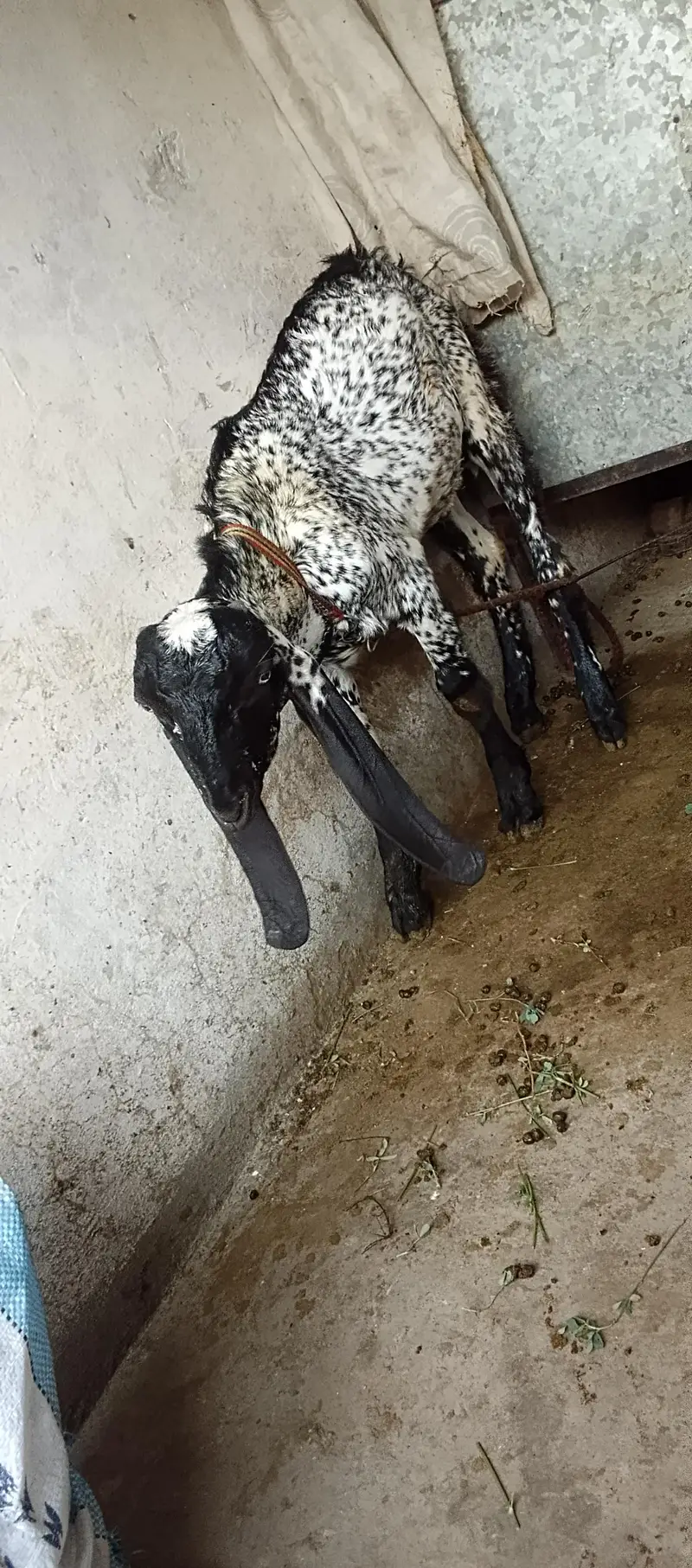 cheni maki breeds — photo 4