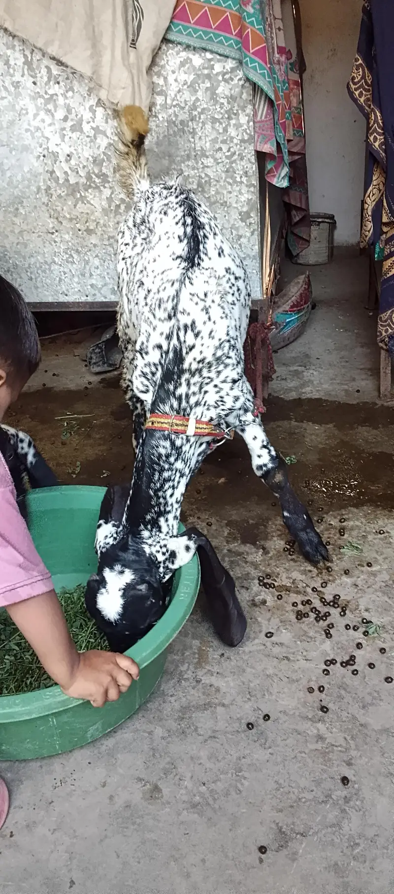 cheni maki breeds — photo 5