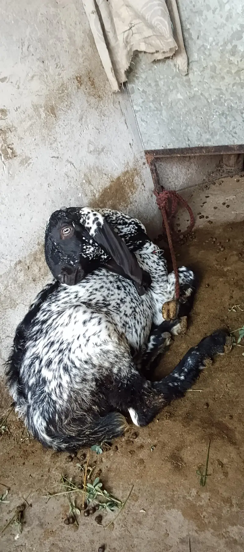 cheni maki breeds — photo 6