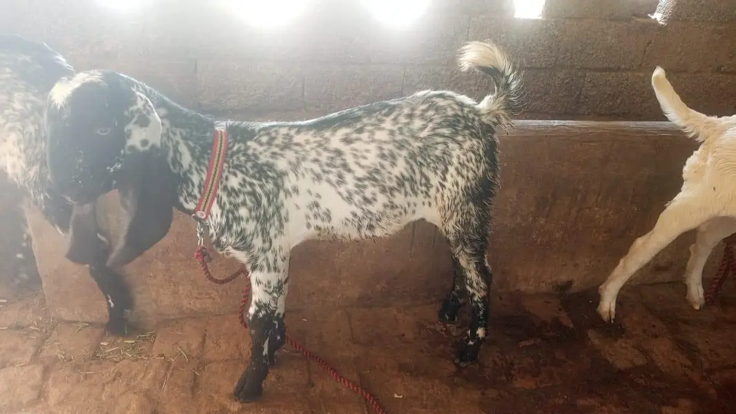 cheni maki breeds — photo 7
