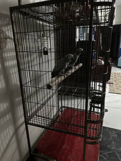 Parrot Cage