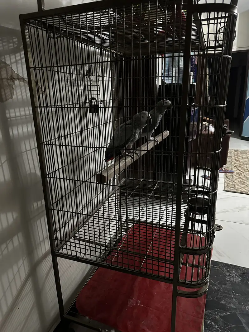 Parrot Cage