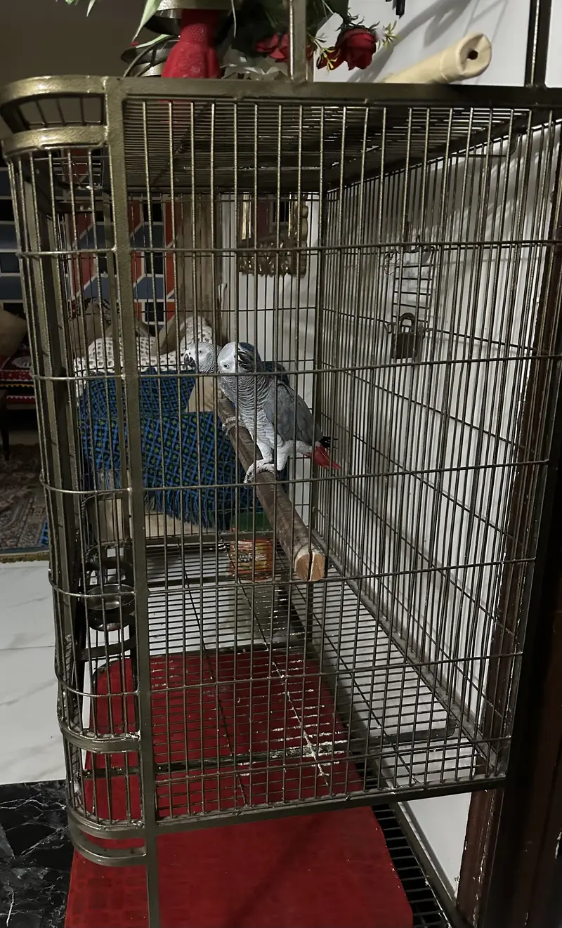 Parrot Cage — photo 2